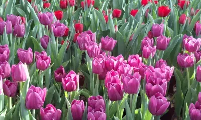 8 Марта: как день борьбы превратился в праздник весны и цветов