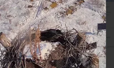 Стычка вороны и канюка попала на камеру в Приамурье