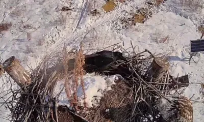 Стычка вороны и канюка попала на камеру в Приамурье