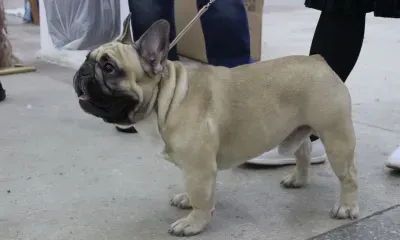 Собаки, кошки и хомяки могут страдать от аллергии