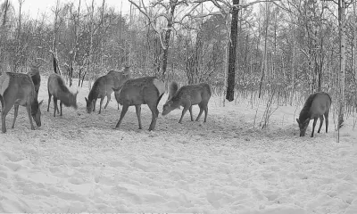 Стадо изюбрей за обедом сняла скрытая камера в Мазановском округе