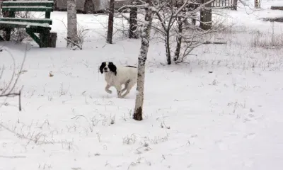 Суд заставил сделать площадку для выгула собак в Свободном