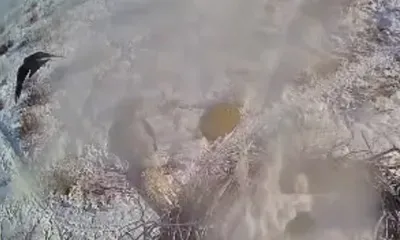 Ворона пыталась оказать давление на ястреба в Амурской области