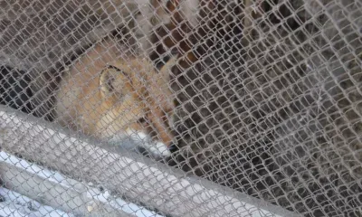 Бешеных лисиц снова нашли в Амурской области