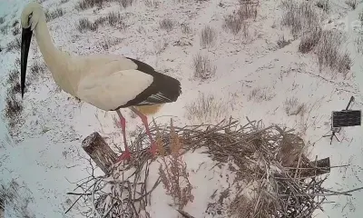 Весна в Амурской области: прилетели первые аисты