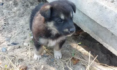 Выставки, одежда и гаджеты: на что готовы потратить деньги владельцы собак в России