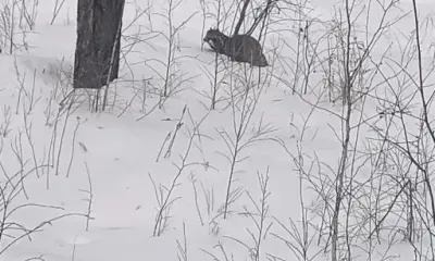 Признак весны: полусонная енотовидная собака прогулялась в Ромненском округе