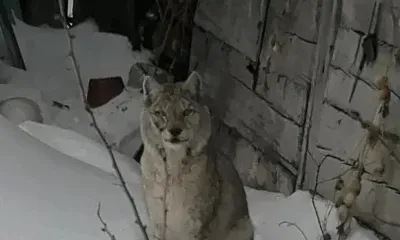 Рысь уже неделю гуляет по окрестностям одного из сел в Приамурье