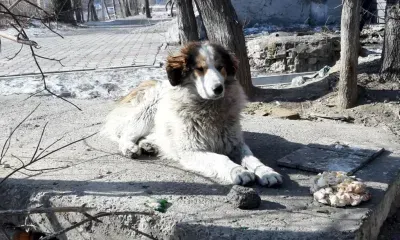 Защите от нападений собак хотят обучать школьников