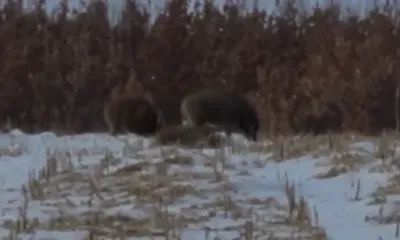 Семья кабанов подкрепилась на кукурузном поле