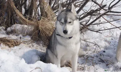 Бездомный хаски укусил ребенка 
