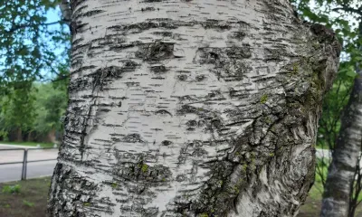 Как отличить аллергию от простуды: разъяснения врача