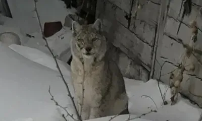 Рысь ушла из Свободного после попыток ее отловить