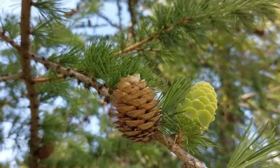 Ледники для сосен: как снег и опилки помогают сохранить саженцы в амурских лесах