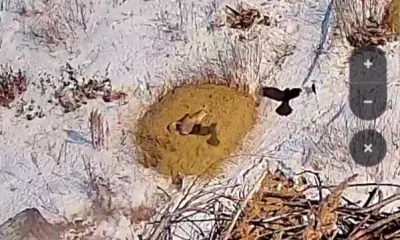 Назойливые вороны, мешавшие лисе отдыхать, попали на видео в Приамурье