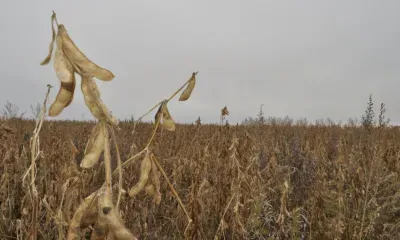 Экспорт амурской сои вырос в два раза в 2026 году