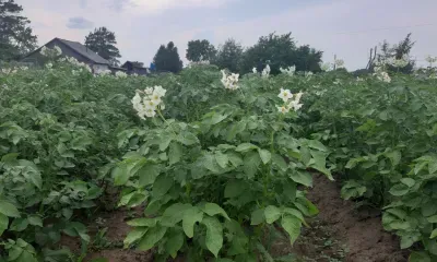 Хозяйства амурчан производят более 90 процентов картофеля в области