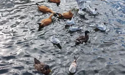 Диких гусей и уток проверят на особо опасное заболевание