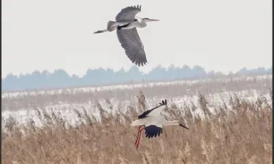 Гнезда оживают на глазах: вернувшихся аистов заметили в Приамурье