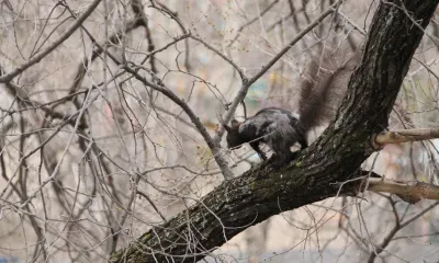 Мокрый снег, дождь пройдут местами в Амурской области 28 марта 