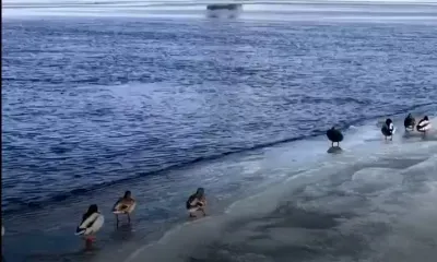 Перелетные птицы скоро вернутся в Россию