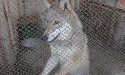 Волк зашел в село и напал на местного жителя в Приамурье