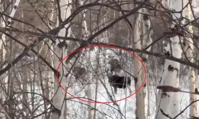 Молодые лоси ходили недалеко от дороги