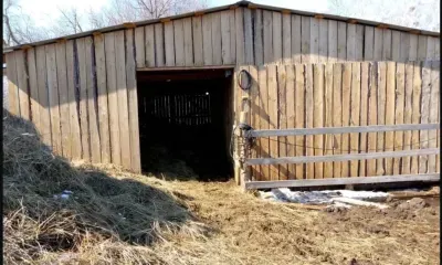Ветеран спецоперации продолжит развивать свое молочное хозяйство