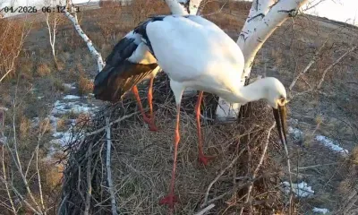 Пара аистов Амур и Зея продолжают ремонт гнезда