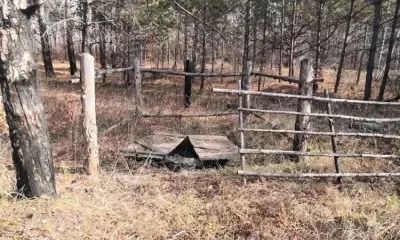 Почти 40 скотомогильников планируют убрать в Приамурье