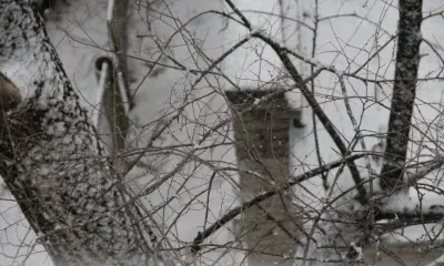 Снег с дождем пройдет в Приамурье 5 апреля