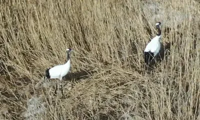 За сбором журавлями стройматериала для гнезда наблюдали в Приамурье
