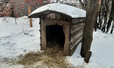 Житель Приамурья натравил ротвейлера на полицейских