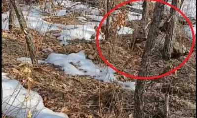 Беременную косулю спасли в Приамурье