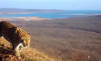 Редкий леопард "сфотографировался" на фоне мостов Владивостока