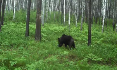 Медведи "без штанишек" проснулись от зимней спячки