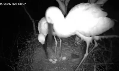 Хоррор и яйцо на Пасху: у аистов Амур и Зея в Приамурье выдался необычный вечер