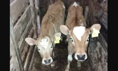 Телята-двойняшки Зита и Гита родились в Приамурье