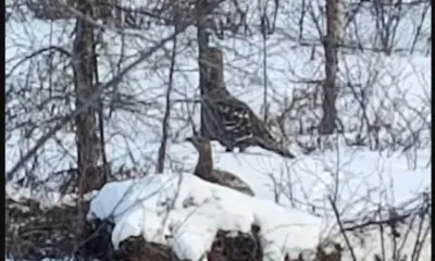 У глухарей начался брачный сезон