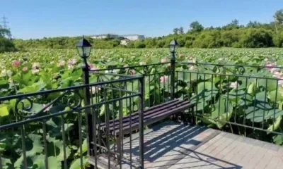 Сквер с лотосами благоустраивают в Прогрессе 