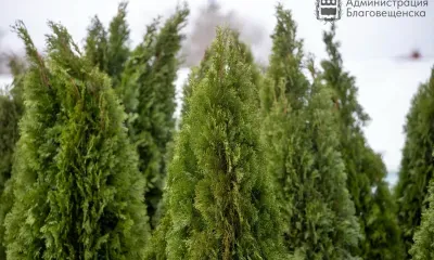 Туи из Краснодарского края украсят "Трибуну Холл" в Благовещенске