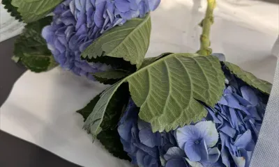 Гортензии из Китая сожгут в Амурской области