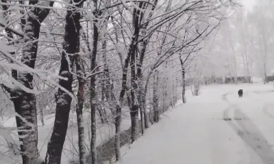 Падают сосны и съезжают машины: снег создал проблемы на трассе Благовещенск - Свободный