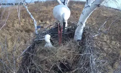 Аист Амур укрыл самку Зею соломой в знак заботы