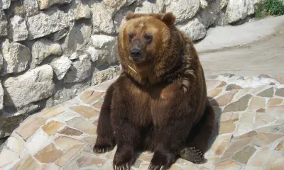 Стресс у медведя: как он влияет на выбор берлоги