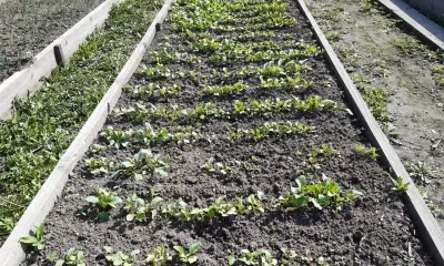 Рассада мечты: как вырастить мощные и устойчивые ростки