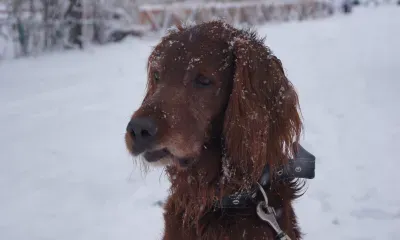 Пес на привязи напала на мальчика, когда он был во дворе у своих друзей