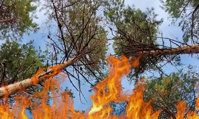 Особый противопожарный режим ввели еще в двух муниципалитетах Приамурья