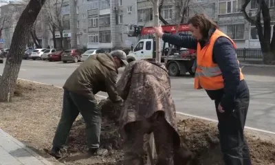 Крупномерные ясени начали высаживать на улице Горького в Благовещенске 