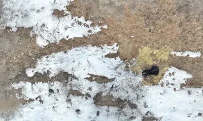 Довольный и опасный: трапезу крупного медведя сняли с воздуха в Приамурье